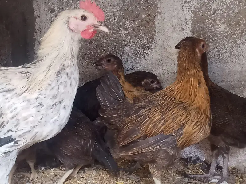 Golden misri hens — photo 10