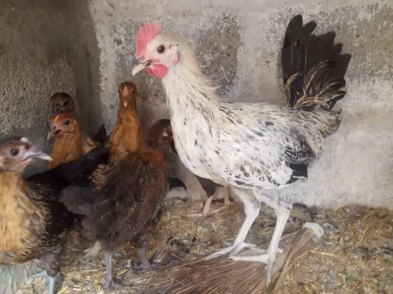 Golden misri hens — photo 11