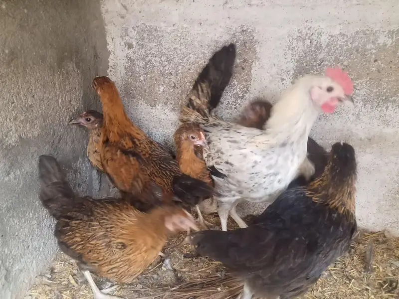 Golden misri hens — photo 12