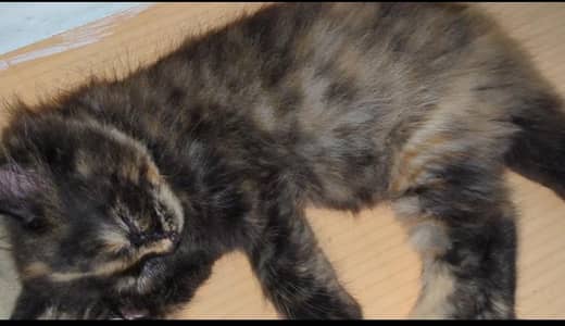 kittens