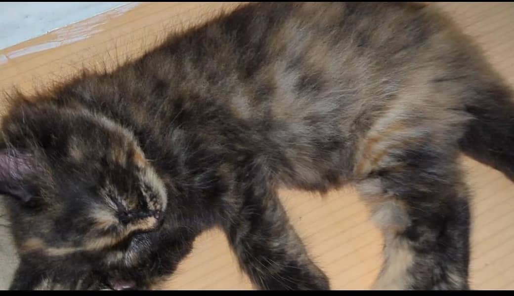 Persian Cat 0