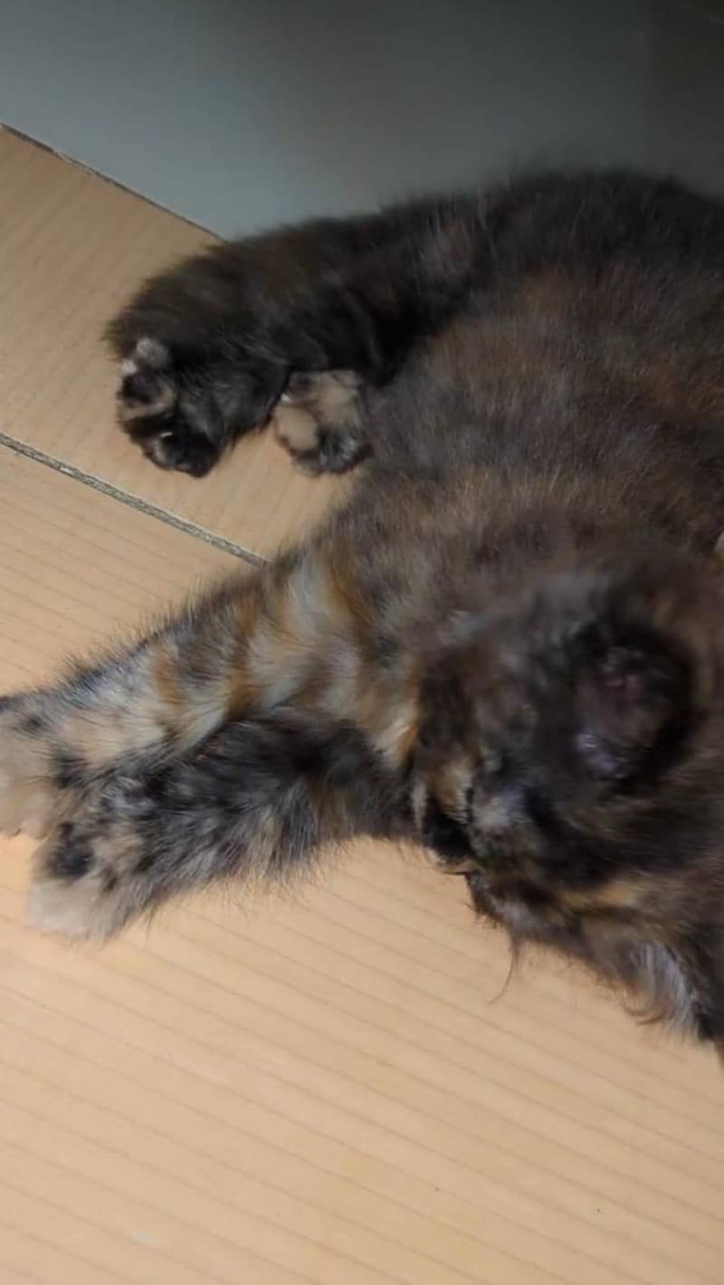 Persian Cat 1