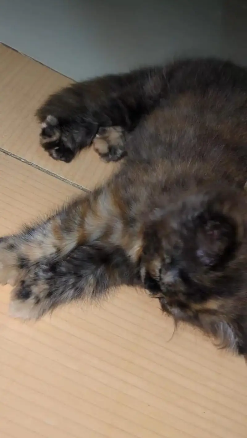 Persian Cat — photo 2