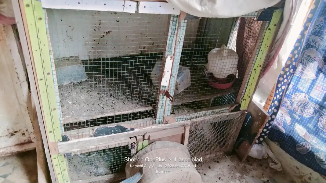 wooden cage — photo 3