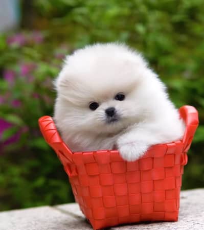 Pomeranian puppies/shihtzu puppies