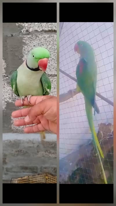 kashmir raw parrot/ talking hand time/