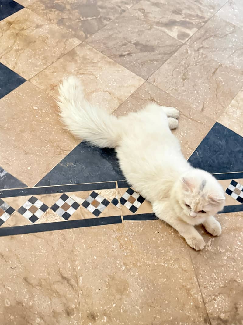 persian 1
