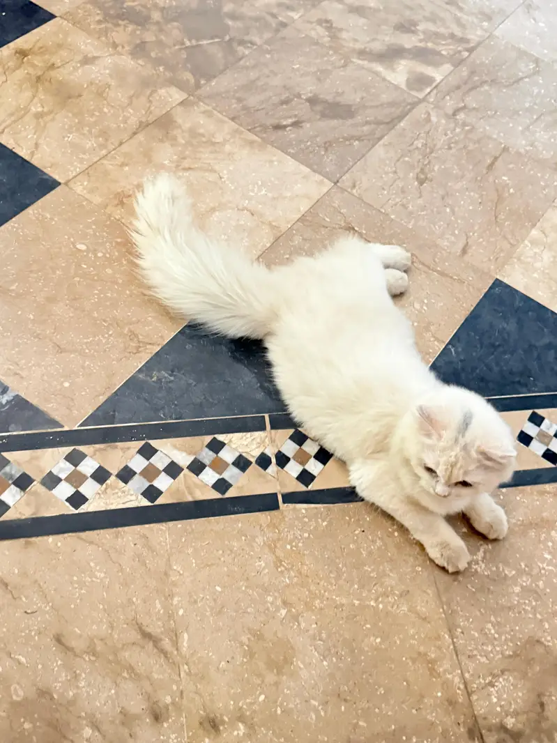 persian — photo 2
