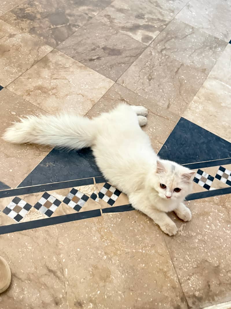 persian 2