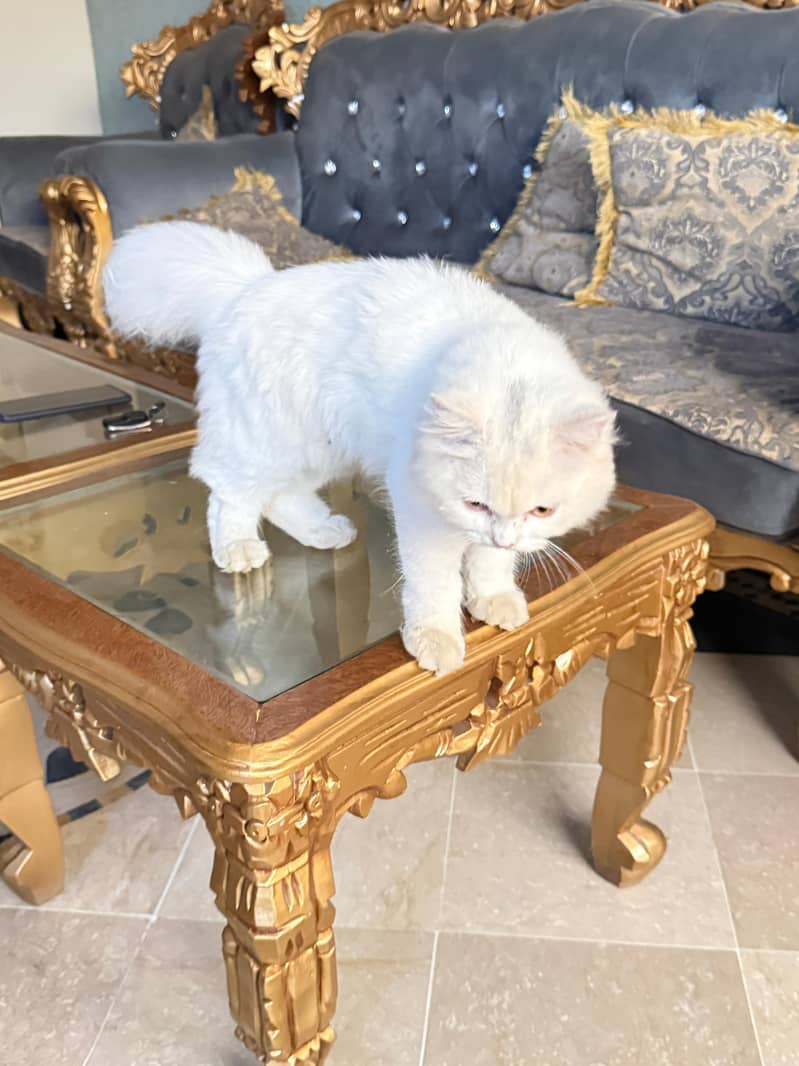 persian 3