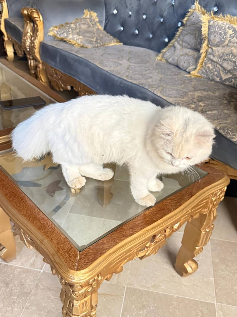 persian 4