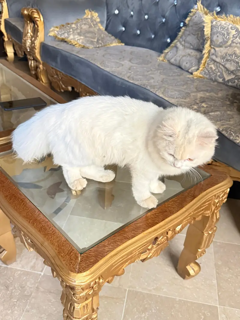 persian — photo 5