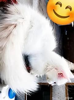 2 month Persian kitten _ snowy