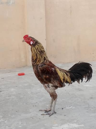 Rooster and Hens for Sale