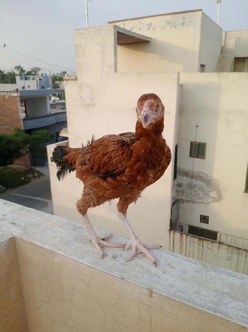 Rooster and Hens for Sale — photo 2