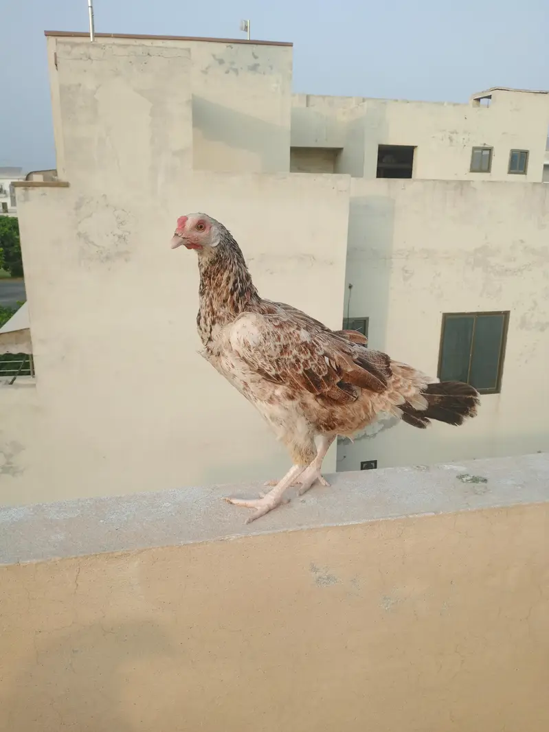 Rooster and Hens for Sale — photo 3