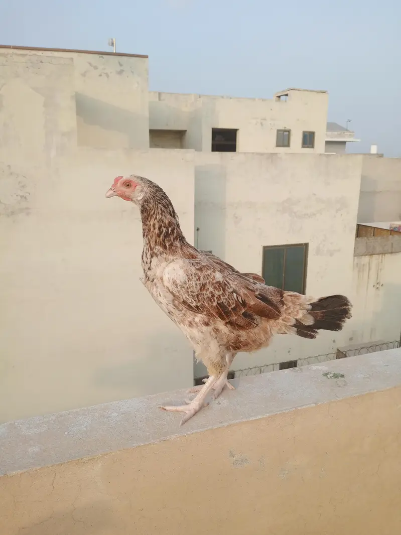 Rooster and Hens for Sale — photo 4