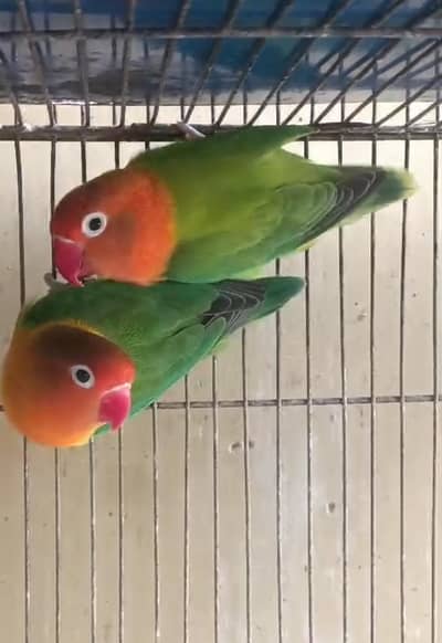 pair to produce lotino Opaline chicks .