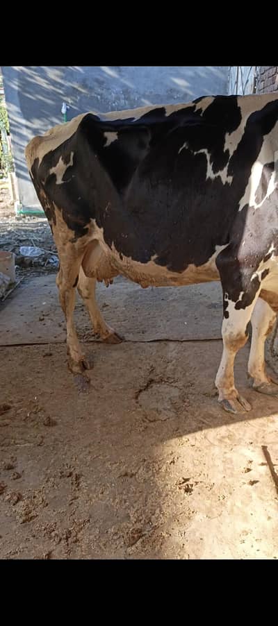 hoston friesian