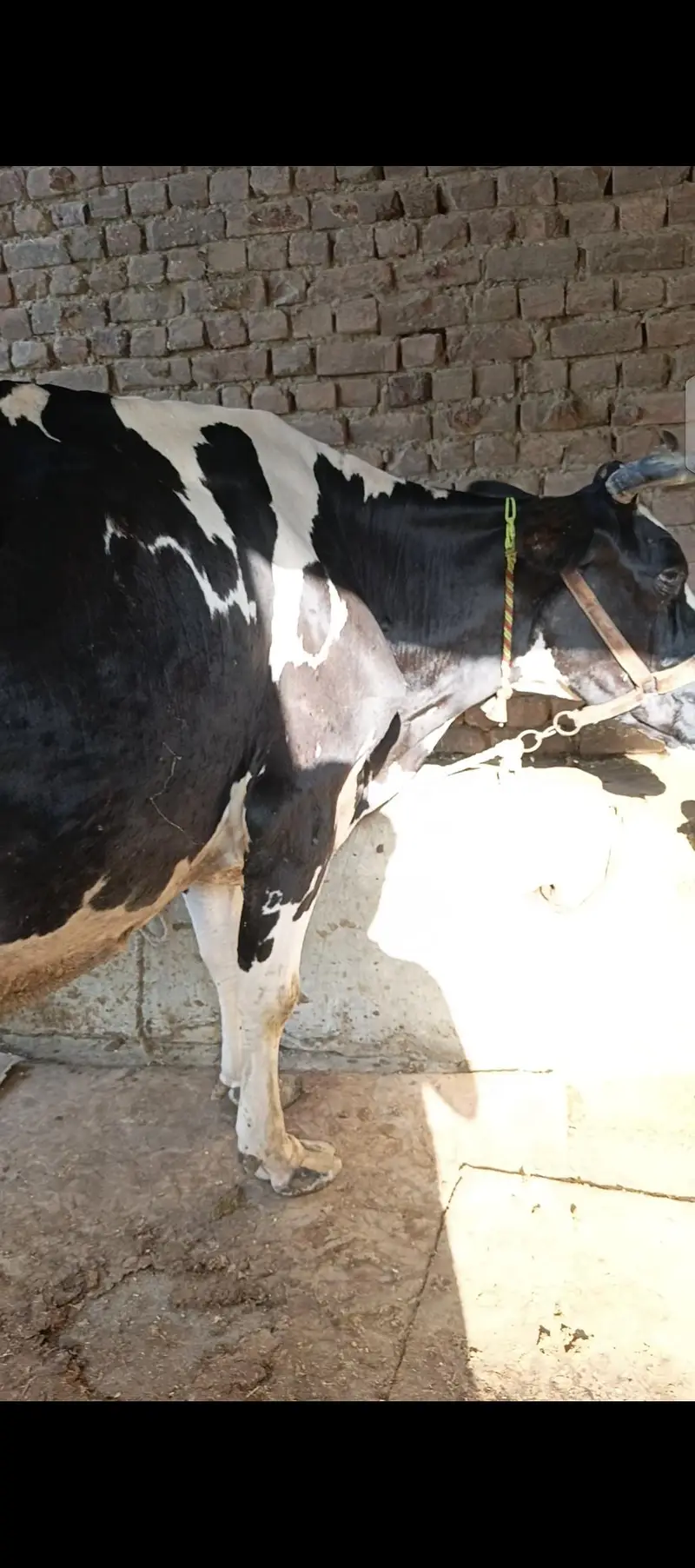 hoston friesian — photo 2