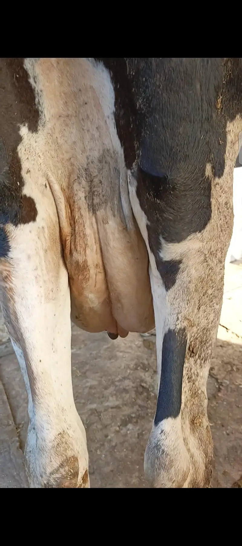 hoston friesian — photo 3