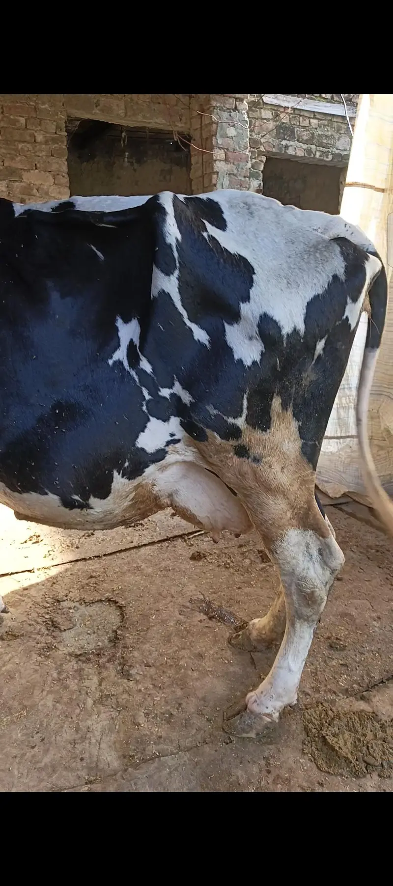 hoston friesian — photo 4