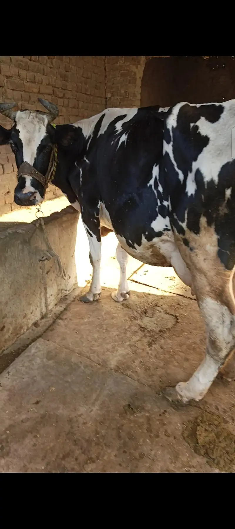 hoston friesian — photo 5