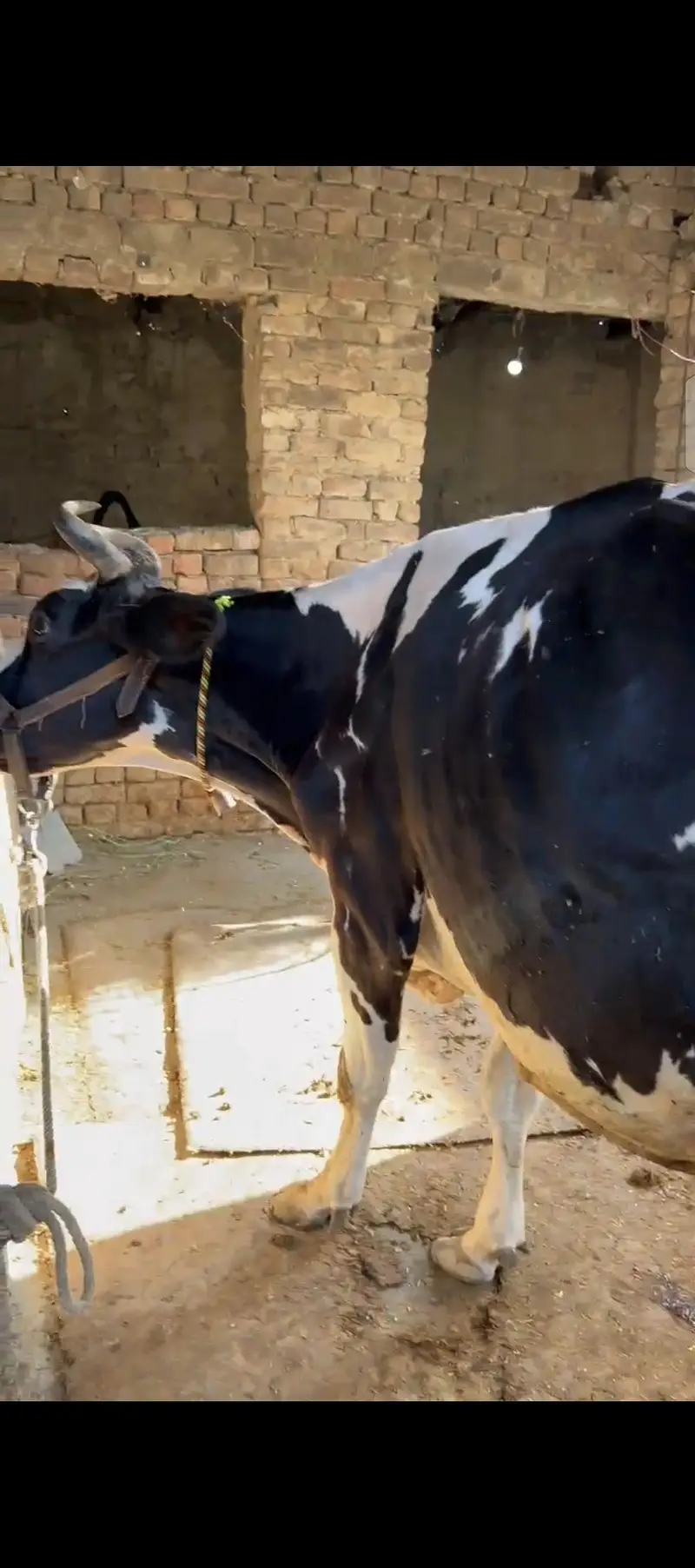 hoston friesian — photo 6