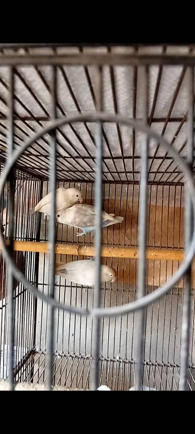 2 females 1 male (03206441878)