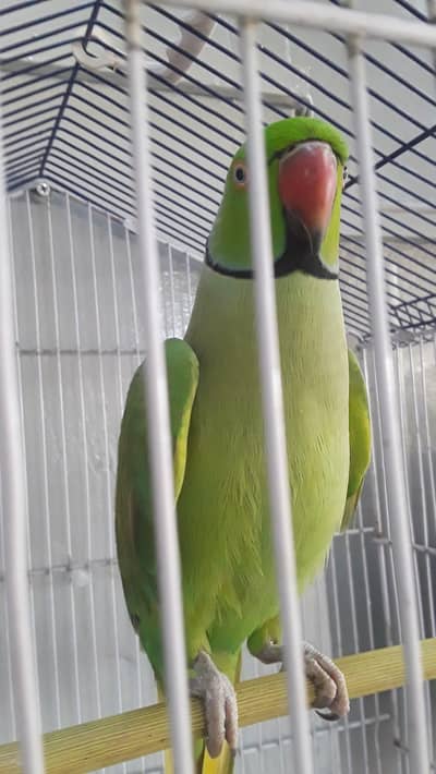 green rink neck male. with new cage