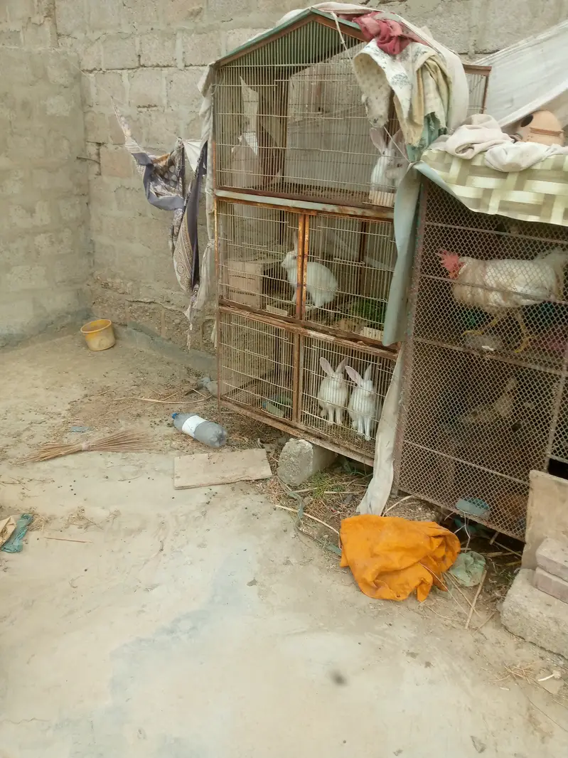 Cages with birds n animals