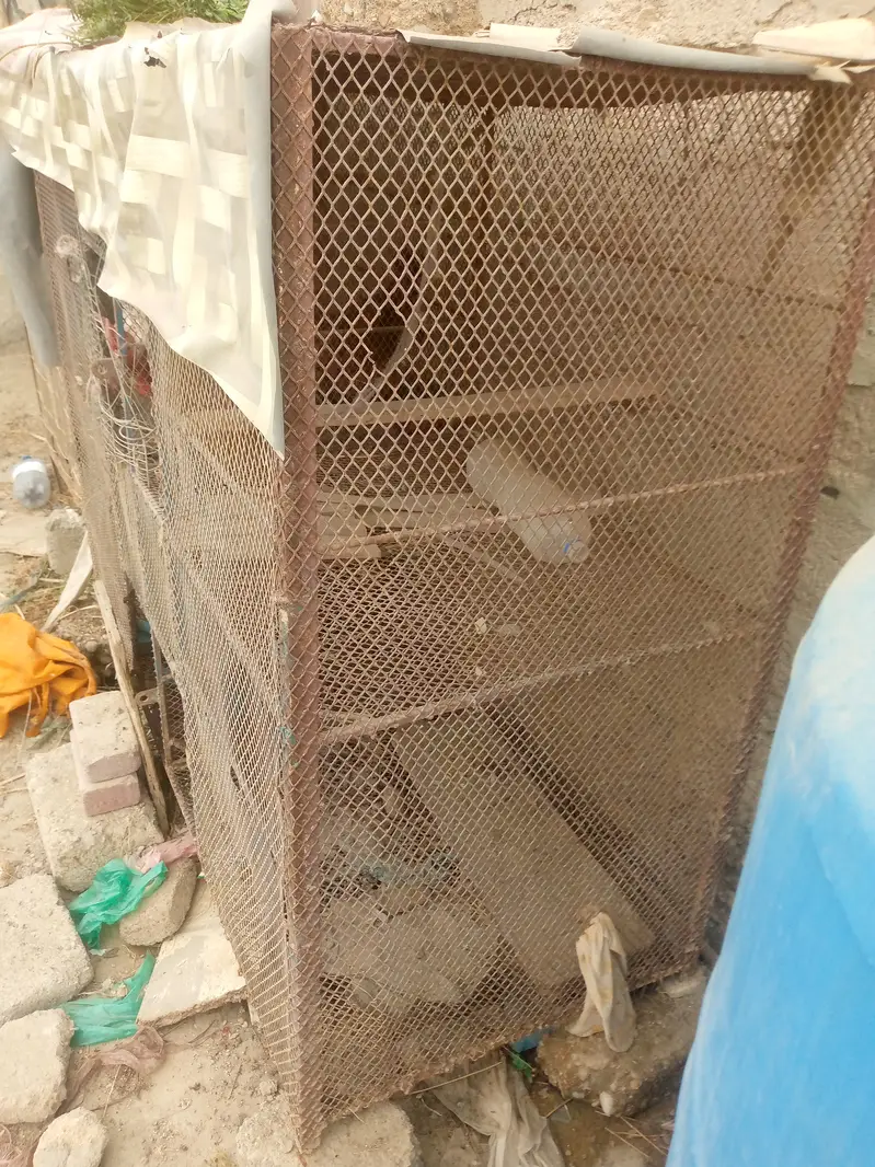 Cages with birds n animals — photo 2