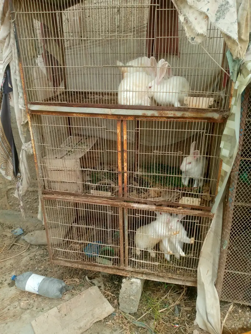 Cages with birds n animals — photo 3
