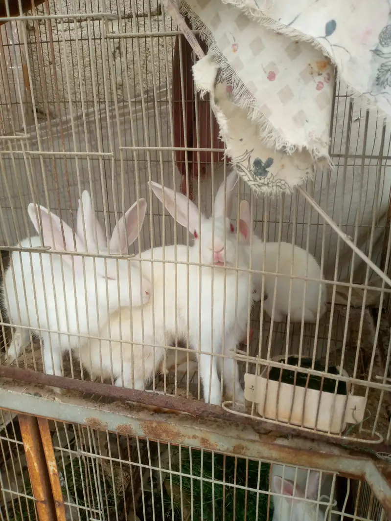 Cages with birds n animals — photo 4