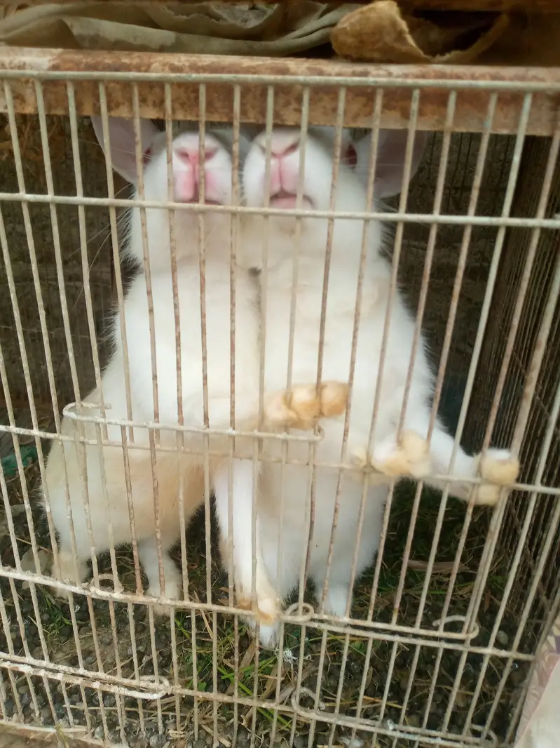 Cages with birds n animals — photo 5