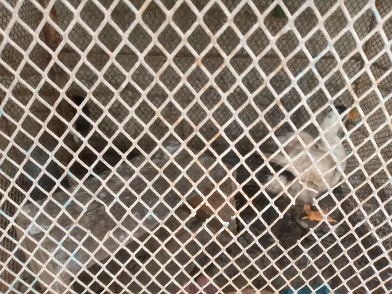 Cages with birds n animals — photo 6