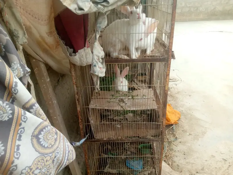 Cages with birds n animals — photo 7