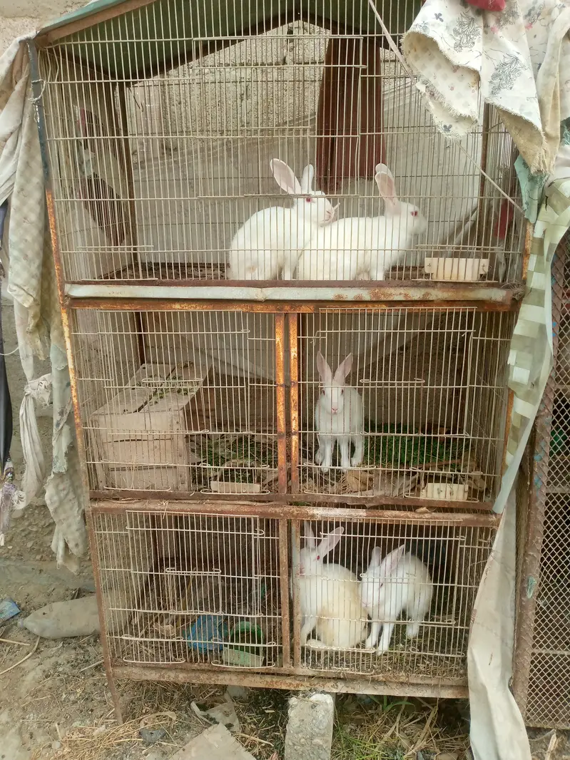 Cages with birds n animals — photo 8