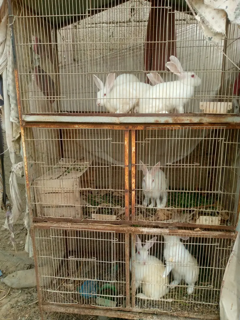 Cages with birds n animals — photo 9