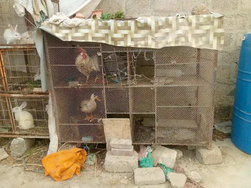 Cages with birds n animals — photo 10