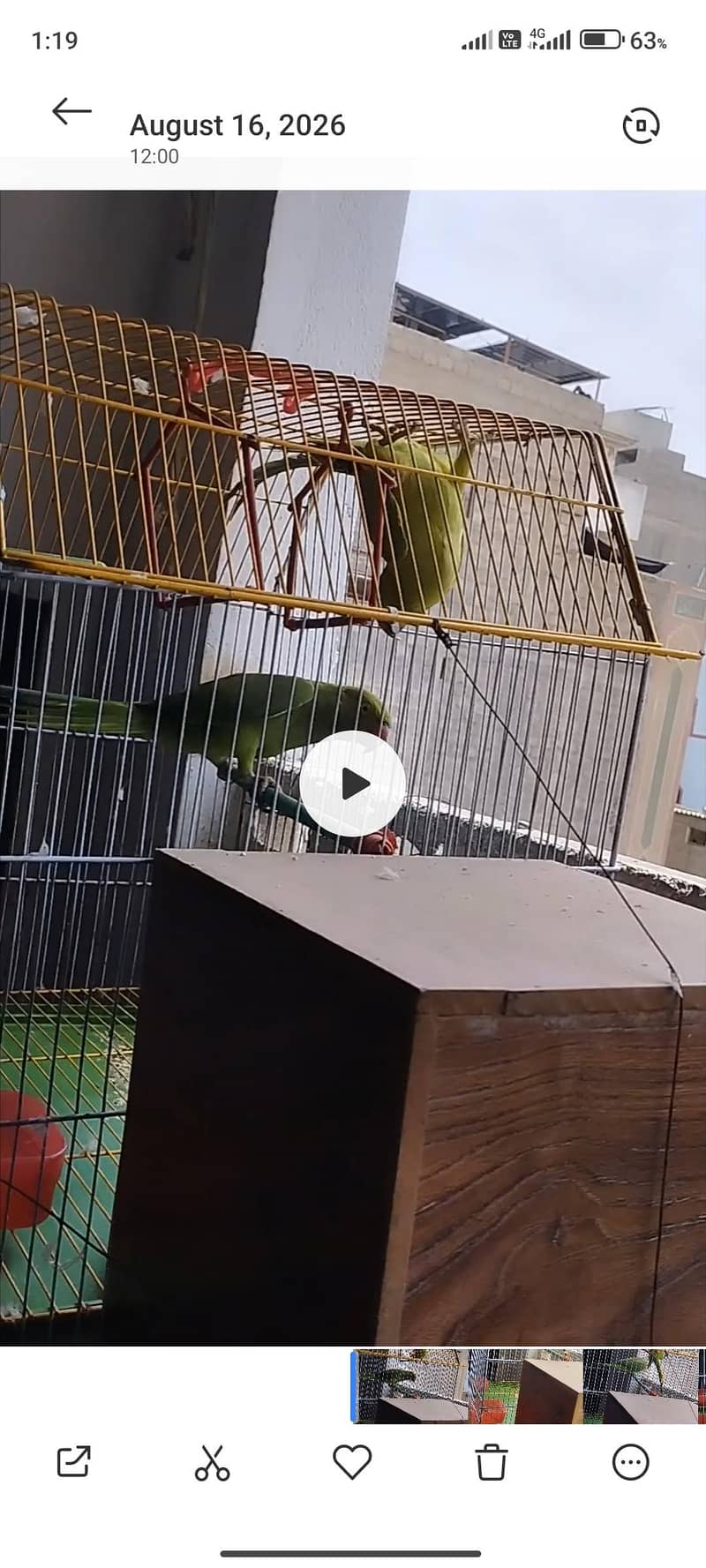 ringneck 2