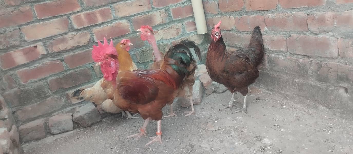 پیور دیسی تین مرغیاں ایک مرغا ہے 8