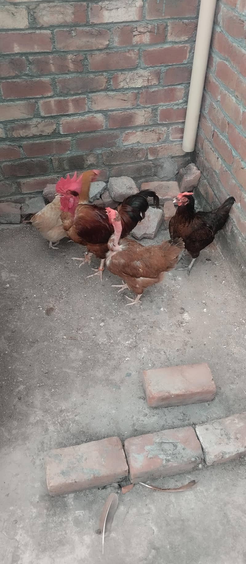 پیور دیسی تین مرغیاں ایک مرغا ہے 9