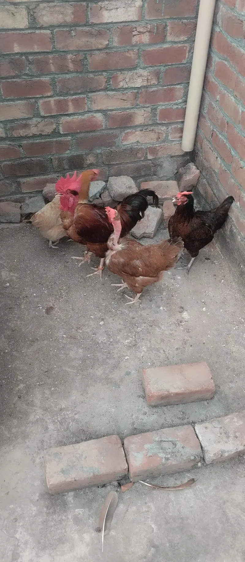 پیور دیسی تین مرغیاں ایک مرغا ہے — photo 10