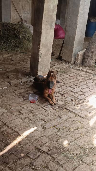 German shepherd