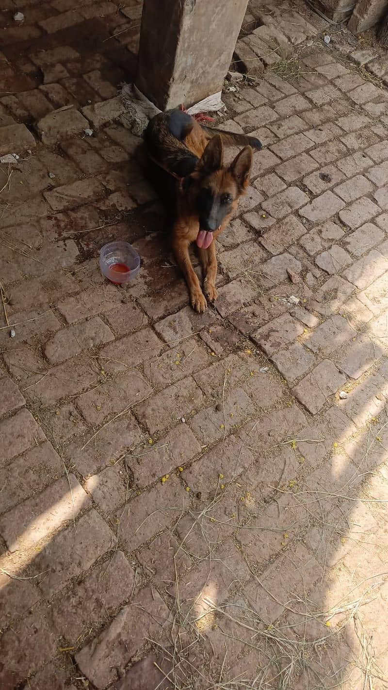 German shepherd 1