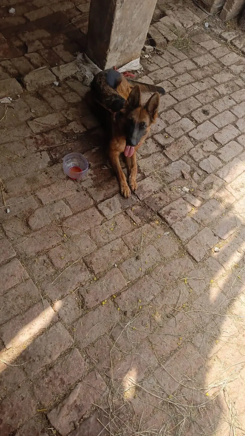German shepherd — photo 2