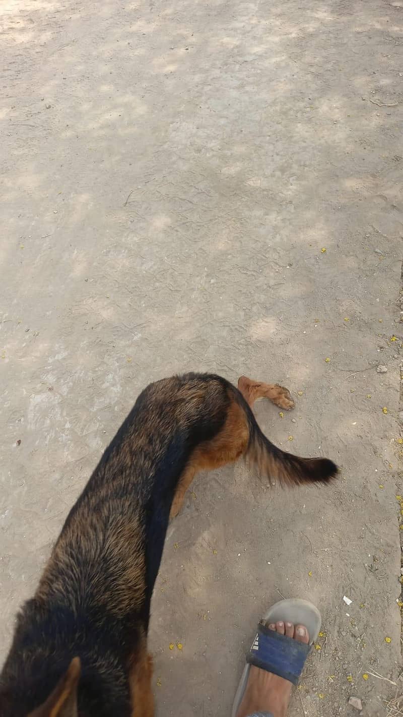 German shepherd 2