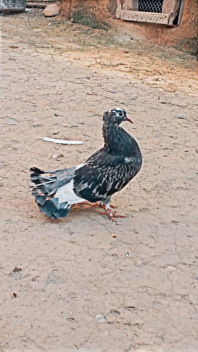 lucky pegion chick