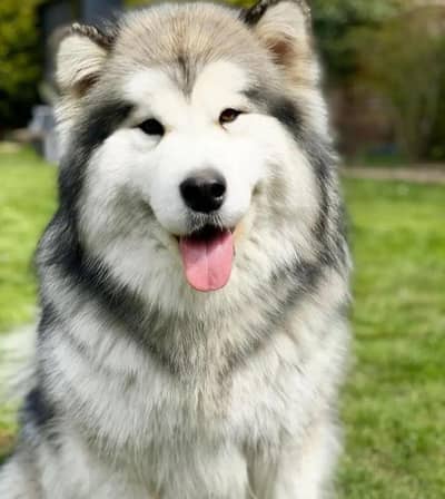 TOP QUALITY ALASKAN MALAMUTE FEMALE PUP AVAILABLE FOR SALE